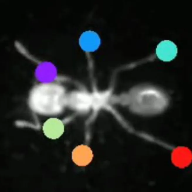 Automated Insect Leg Labeling using DeepLabCut