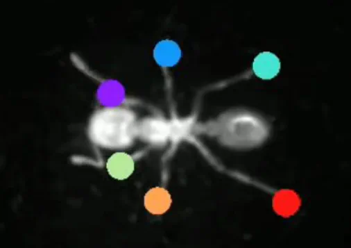 Automated Insect Leg Labeling using DeepLabCut