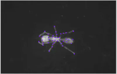 Shi-Tomasi Detection